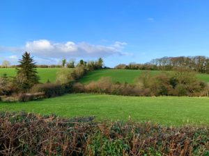 green Irish fields